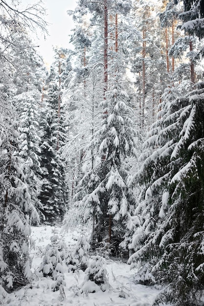 Schneebedeckte Tannen und Sonne im Wald im Winter