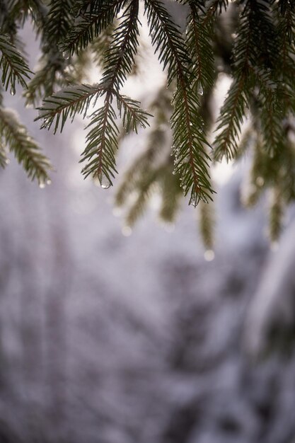 Schneebedeckte Tannenbrunchs im Wald Suuny-Tag Wintertouristische Wanderwege in den Karpaten der Ukraine