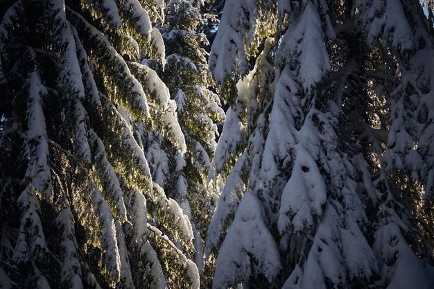 Schneebedeckte Tannenbrunchs im Wald Suuny-Tag Wintertouristische Wanderwege in den Karpaten der Ukraine