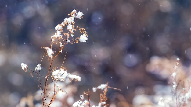 Schneebedeckte trockene Grashalme während eines Schneefalls