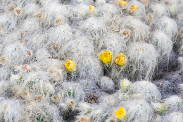 Schneebedeckte Vegetation mit gelben Blumen auf dem Berg der 7 Farben Peru