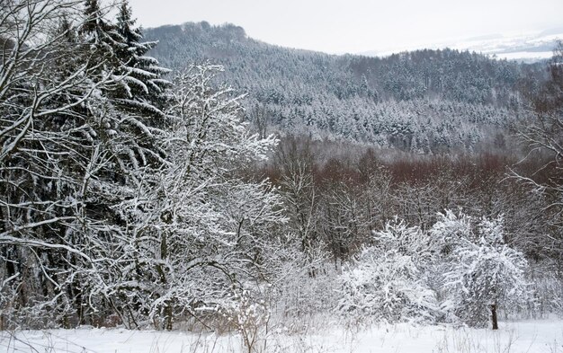 Schneebedeckte Walddetails