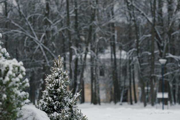 Schneebedeckte Weihnachtsbäume in einem Stadtpark auf verschwommenem Hintergrund