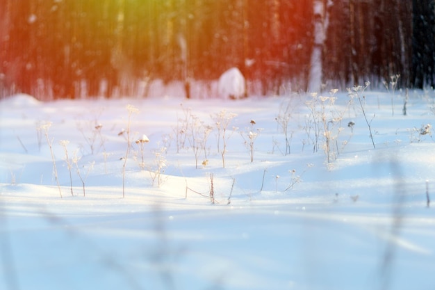 Schneebedeckte Winterlandschaft mit Wald, frostiges kaltes Wetter