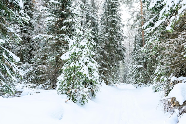 Schneebedeckte Winterwälder, Schneedecke, Tannenbäume und ein Pfad im Uralgebirge