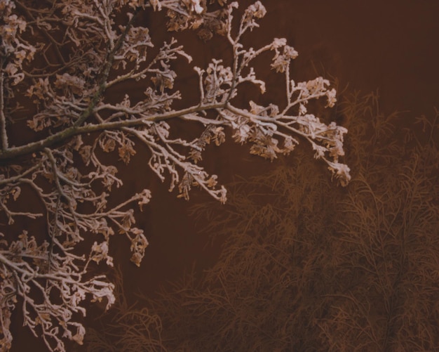 Schneebedeckte Zweige und Laterne in der Nacht