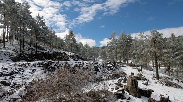 Foto schneebedeckten bäumen