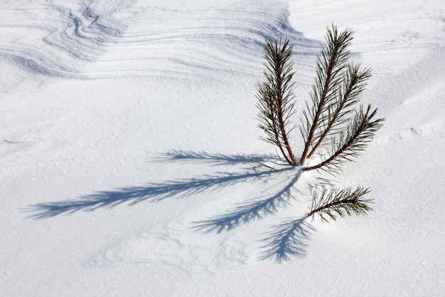 schneebedeckten Berge