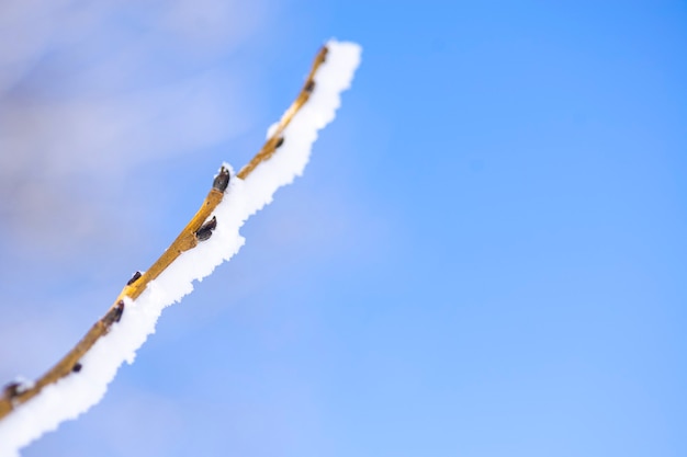 Schneebedeckter Ast mit Knospen auf einem Hintergrund des blauen Himmels.