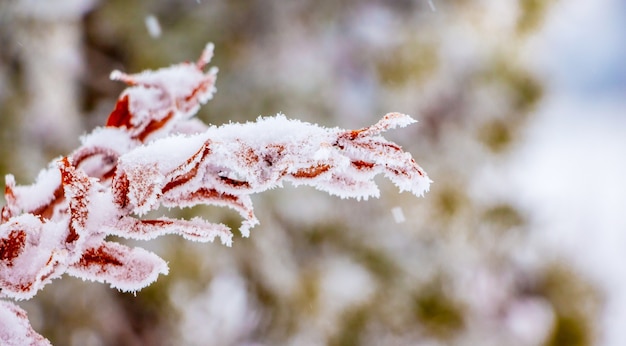 Schneebedeckter Ast mit trockenen Blättern auf einem Hintergrund von Bäumen im Wald_