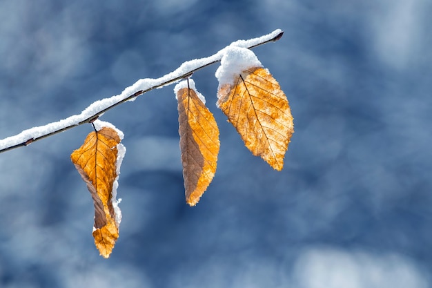 Schneebedeckter Ast mit trockenen Blättern im Winter auf unscharfem Hintergrund