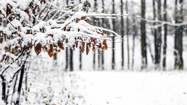 Schneebedeckter Ast mit verwelkten Blättern auf einem Hintergrund von Bäumen im Wald