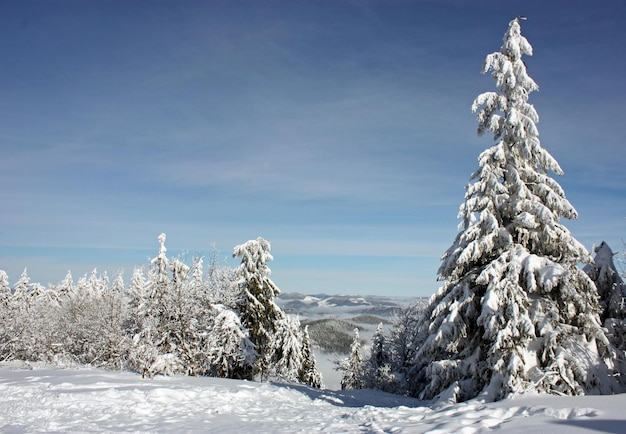 Schneebedeckter Baum