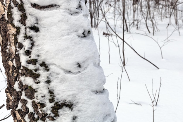 Schneebedeckter Baumstamm hautnah im Winter