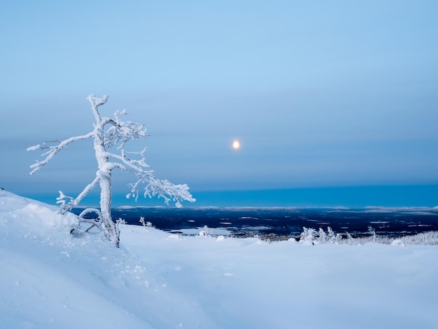 Schneebedeckter Berghang mit ausgefallenen weißen Bäumen in der Nacht des Vollmonds Erstaunlicher nördlicher Naturwinter natürlicher Hintergrund