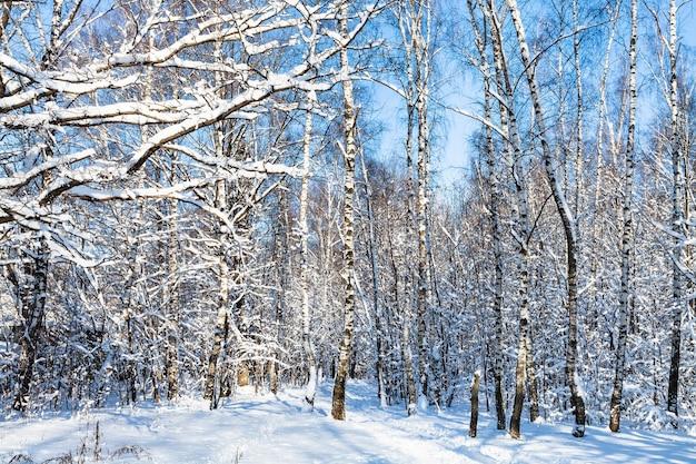 Schneebedeckter Birkenhain im Wald an sonnigen Tagen