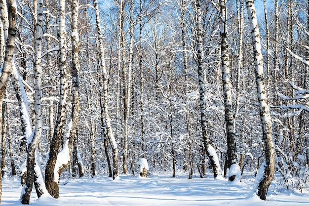 Schneebedeckter Birkenhain im Wald an sonnigen Tagen