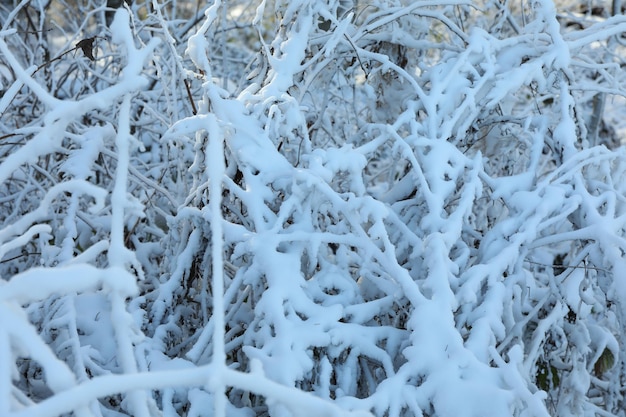 Schneebedeckter Busch an sonnigen Tagen, Nahaufnahme