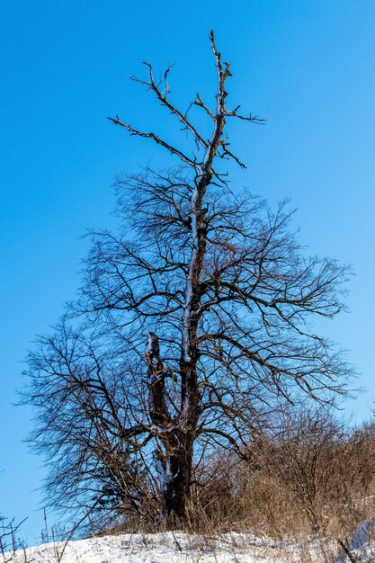 Foto schneebedeckter dunkler sich ausbreitender baum auf einem hintergrund des blauen himmels