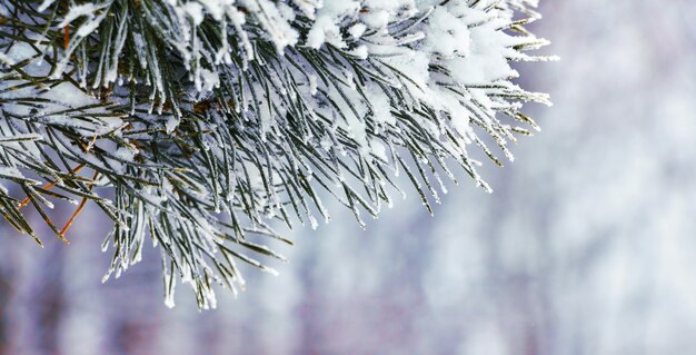 Schneebedeckter Fichtenzweig auf Winterwaldhintergrund_