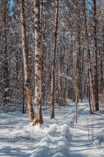 Schneebedeckter gewundener Pfad versteckt sich hinter der Birke Vorfrühlingslandschaft Estland Baltic