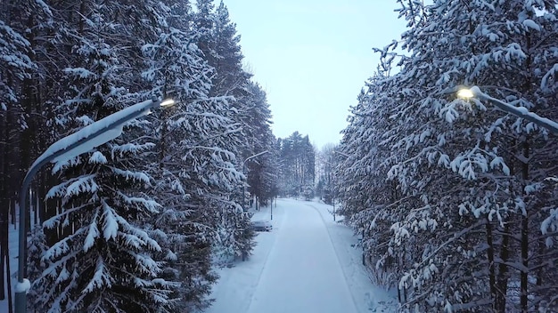 Schneebedeckter Pfad im Park mit Laternen-Clip Winterpark Gasse mit Straße umgeben von hohen Bäumen