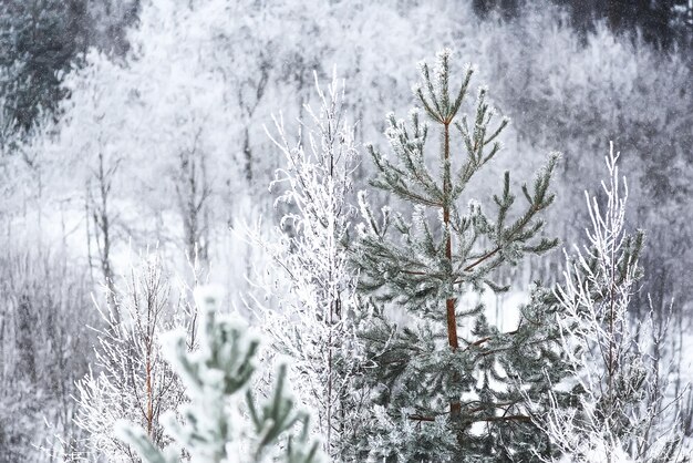 Schneebedeckter russischer Winterwald