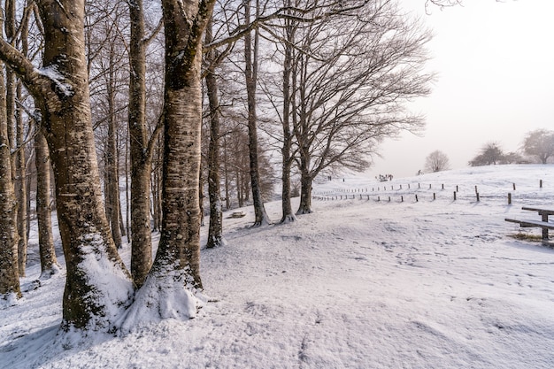 Schneebedeckter Sonnenaufgang neben Bäumen im Picknickbereich neben der Zuflucht des Berges Aizkorri in Gipuzkoa. Schneelandschaft im Winter schneit