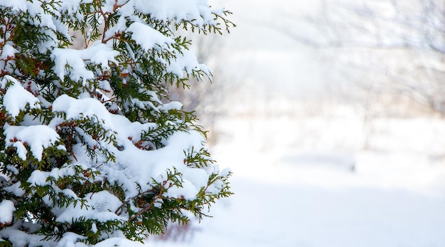 Schneebedeckter Tannenbaum auf hellem Hintergrund bei sonnigem Wetter, Kopienraum_