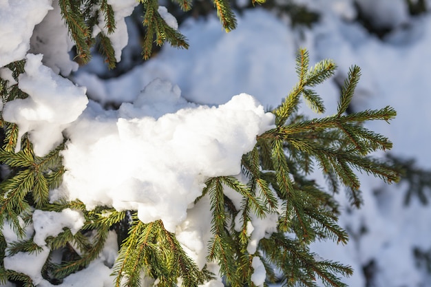 Schneebedeckter Tannenzweig im Park bei Sonnenlicht