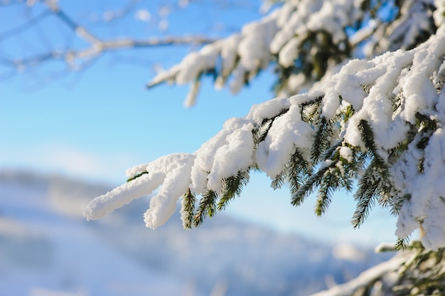 Schneebedeckter Tannenzweig