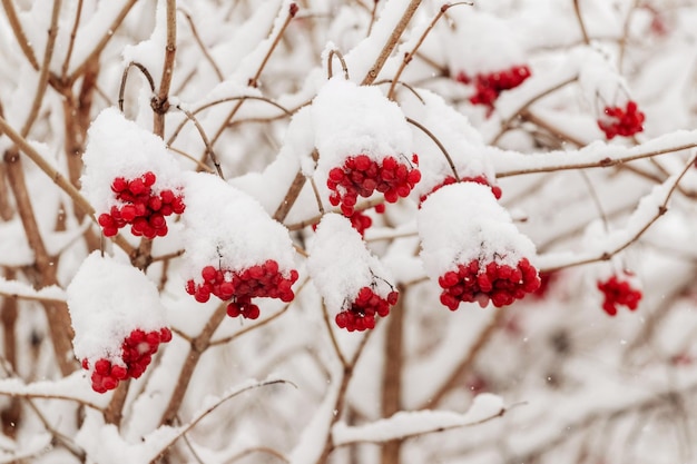 Schneebedeckter Viburnum-Strauch mit roten Beeren im Winter