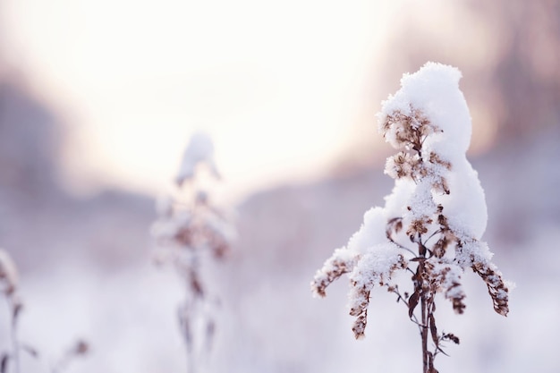 Foto schneebedeckter wald an einem düsteren tag baum bedeckt mit schnee wildgras auf waldhintergrund schneefall künstlerischer winter weihnachten natürliches bild winter und frische hintergrund