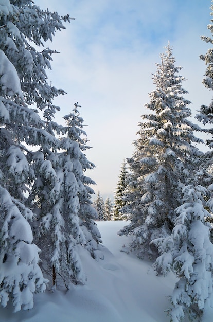 Schneebedeckter Wald in den Bergen im Winter