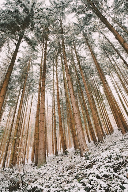 Schneebedeckter Wald, Tannenstämme, Winter in Deutschland Frostige Landschaft im Winter, Klima