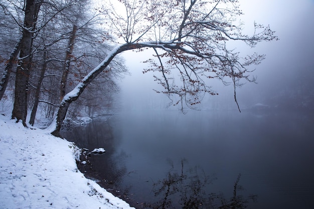 Schneebedeckter Wald und See