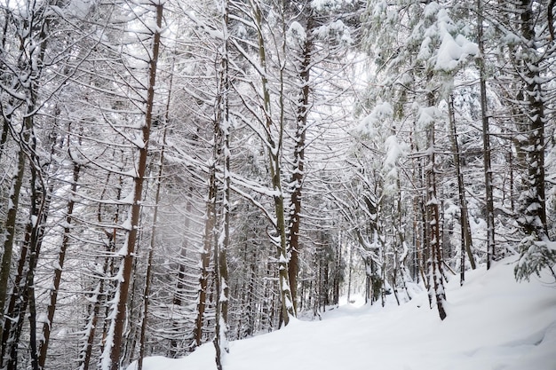 Schneebedeckter Weg im Wald mit Ästen entlang des Weges Wintertouristische Wanderwege in den Karpaten Ukraine