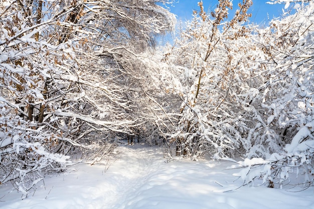 Schneebedeckter Weg im Waldpark am Wintermorgen