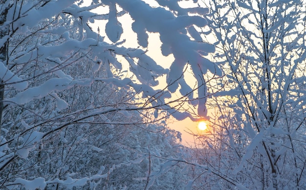 Schneebedeckter Winterwald Gebiet Leningrad Vsevolozhsk