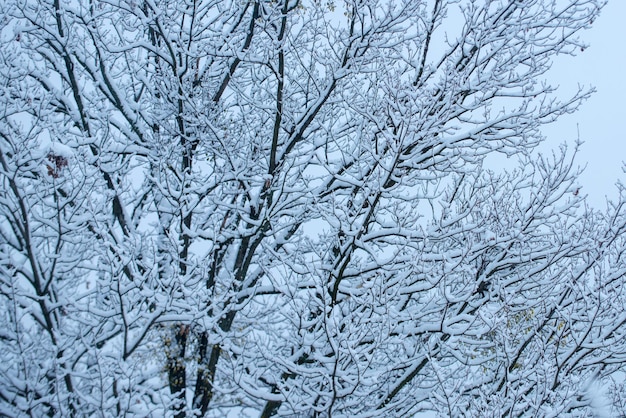 Schneebedeckter Zweigbaum gegen schneebedeckten Hintergrund Zweig im Schneehintergrund eingefroren im Eisbaum b