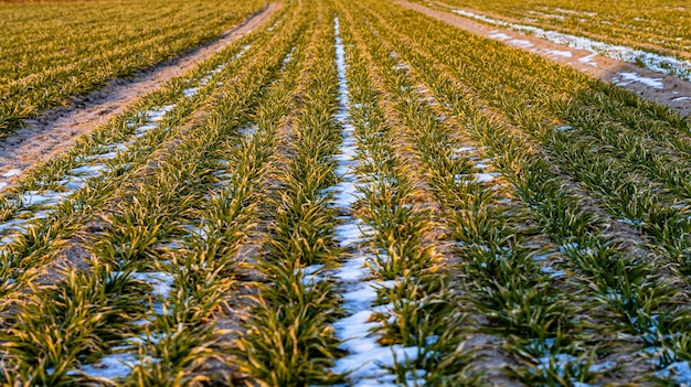 Schneebedecktes bebautes Feld mit grünem Gras Im zeitigen Frühjahr vor der Aussaat