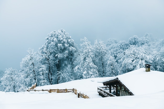 Schneebedecktes haus und bäume in den bergen am nebligen tag nach schneefall. schöne winterlandschaft. krasnaya polyana, sotschi, russland