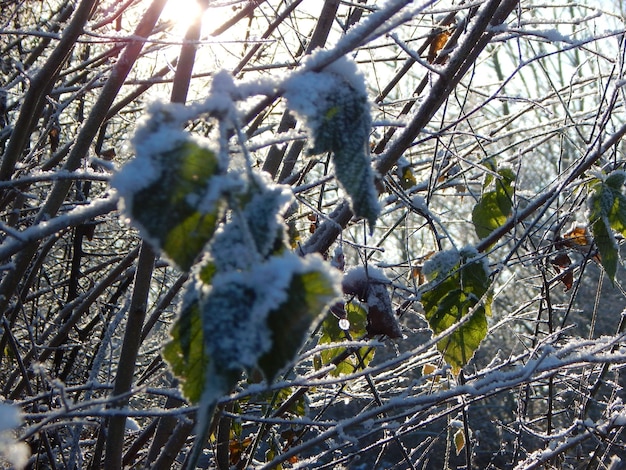 schneebedecktes Laub