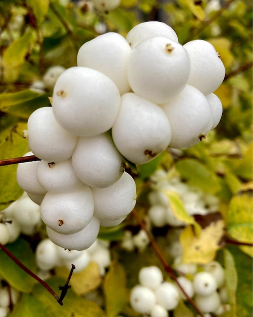 schneebeere, weiß, beere, symphoricarpos, symphoricarpos albus, nahaufnahme, ast, garten, dekorativ