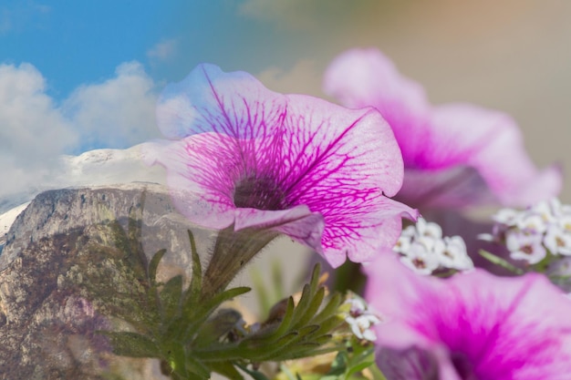 Schneeberg und Blume