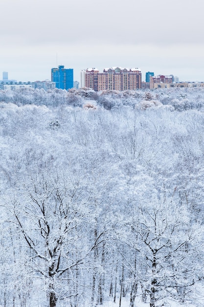 Schneeeichen im Wald und in der Stadt am Wintermorgen