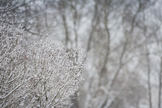 Foto schneefall auf dem hintergrund von bäumennatürliche winterlandschaft