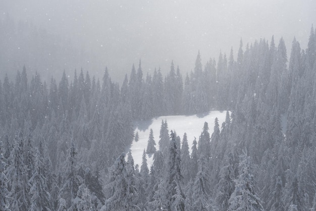 Schneefall im Fichtenwald