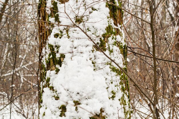 Schneefall im Laubwald. Baumstämme mit Moos bedeckt und nass mit Schnee, Schneeaufbau.