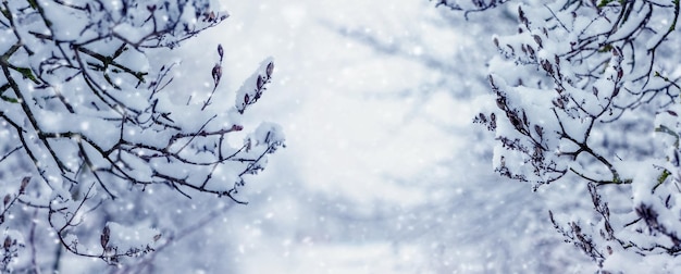 Schneefall im Winterwald Schneebedeckte Äste im Garten bei Schneefall